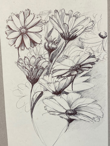 Ringelblumen gezeichnet