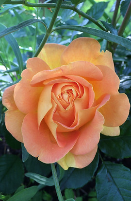 Rosenduft