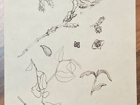 Find first drawings
