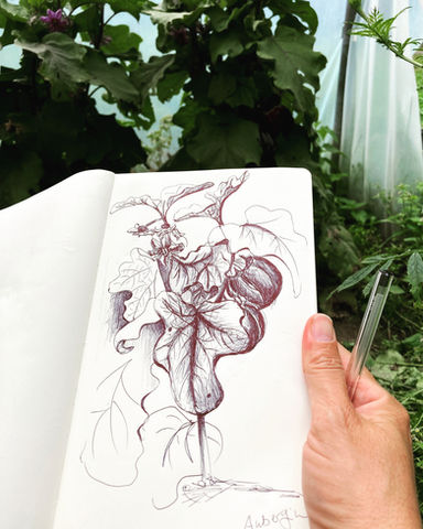 gezeichnete Auberginenpflanze