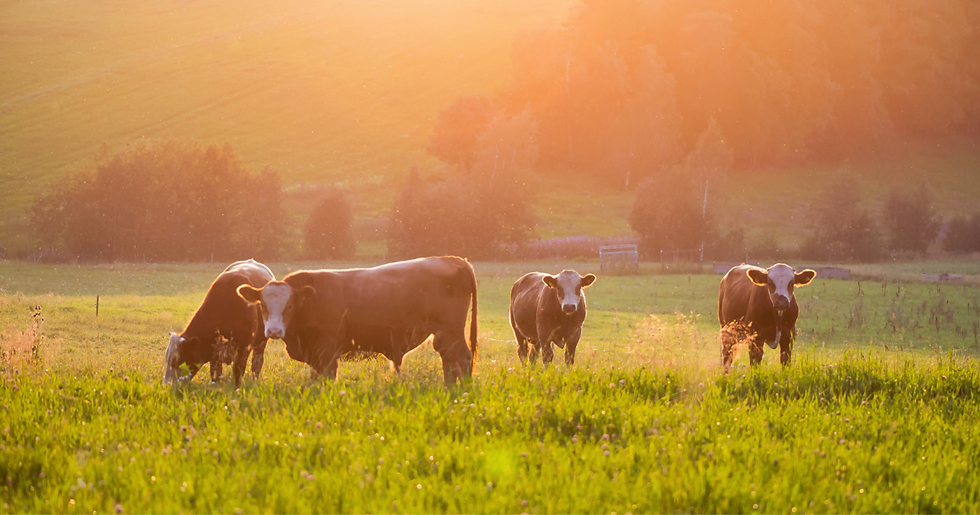 LIVESTOCK FEED Farmers Exchange