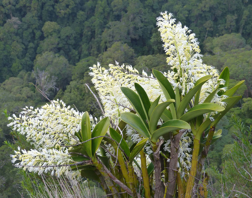 Dendrobium speciosum_114.jpg