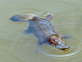 Platypus (Ornithorynchus anatinus)