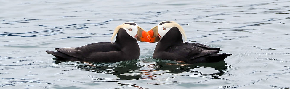 Two Puffins Crop 1.jpg