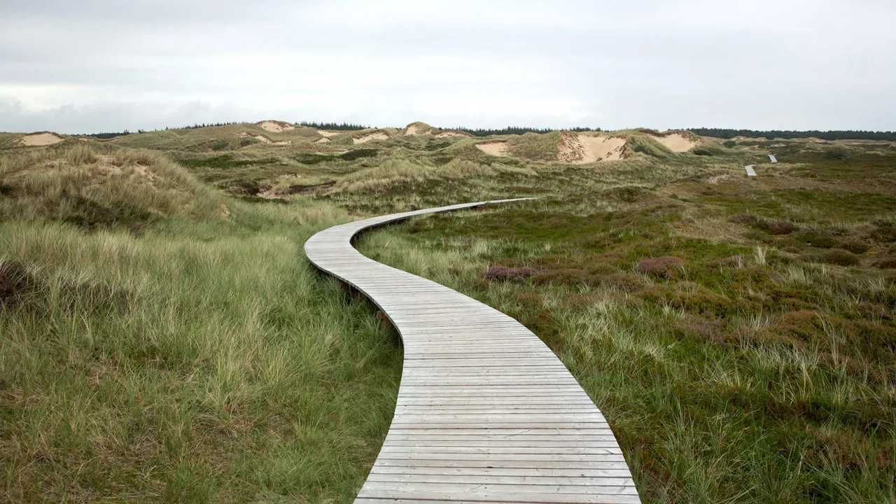 sand-dunes (1).webp
