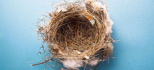 nest_edited.jpg