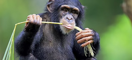 chimpanzee_edited.jpg