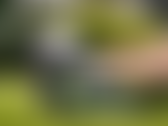 Why Eco-Friendly Lawn Mowing Matters in Brisbane