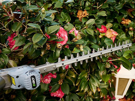 Trimming and Pruning Services in Brisbane