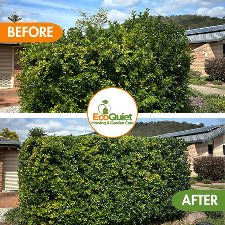 Hedge trimming service providing precise shaping and trimming of hedges for a clean, manicured garden.