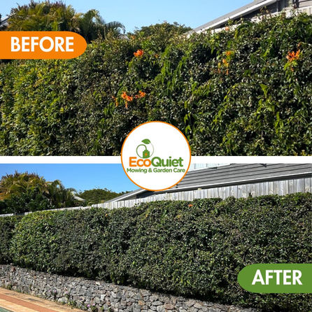 Hedge trimming service providing precise shaping and trimming of hedges for a clean, manicured garden.