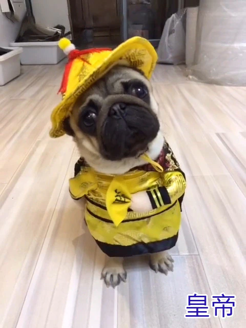 Thumbnail: Cosplay Dog Clothes Winter French Bulldog Jacket Puppy  Pet Accessories