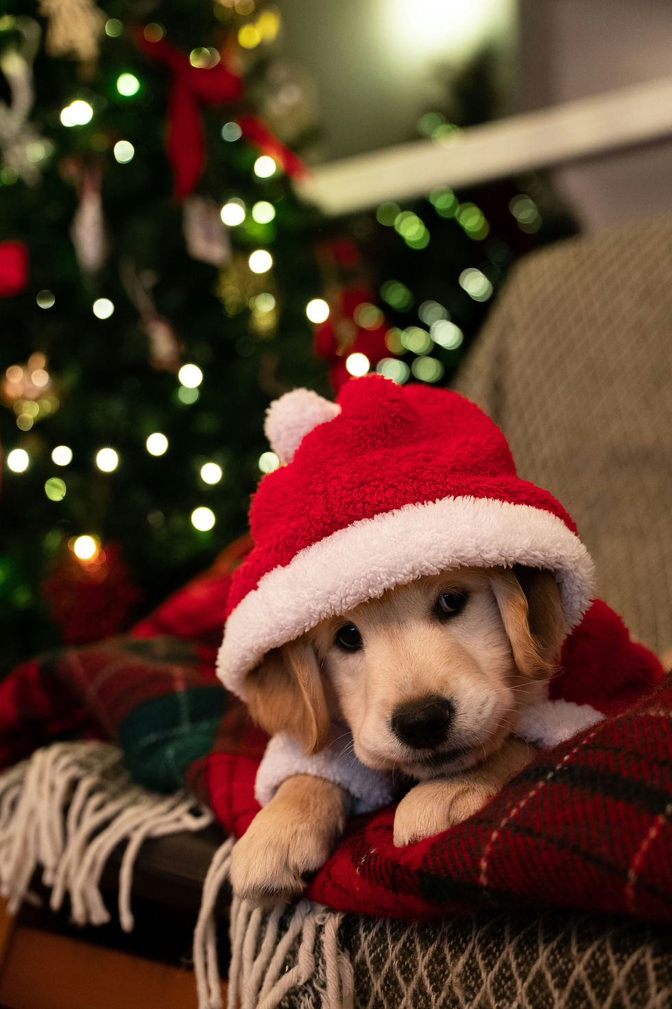 Puppy wearing a Santa hat, illustrating Christmas safety tips for dogs from Iggy Pup Dog Care