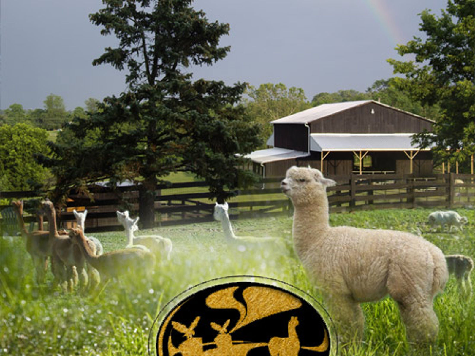 Eagle Bend Alpaca Farm