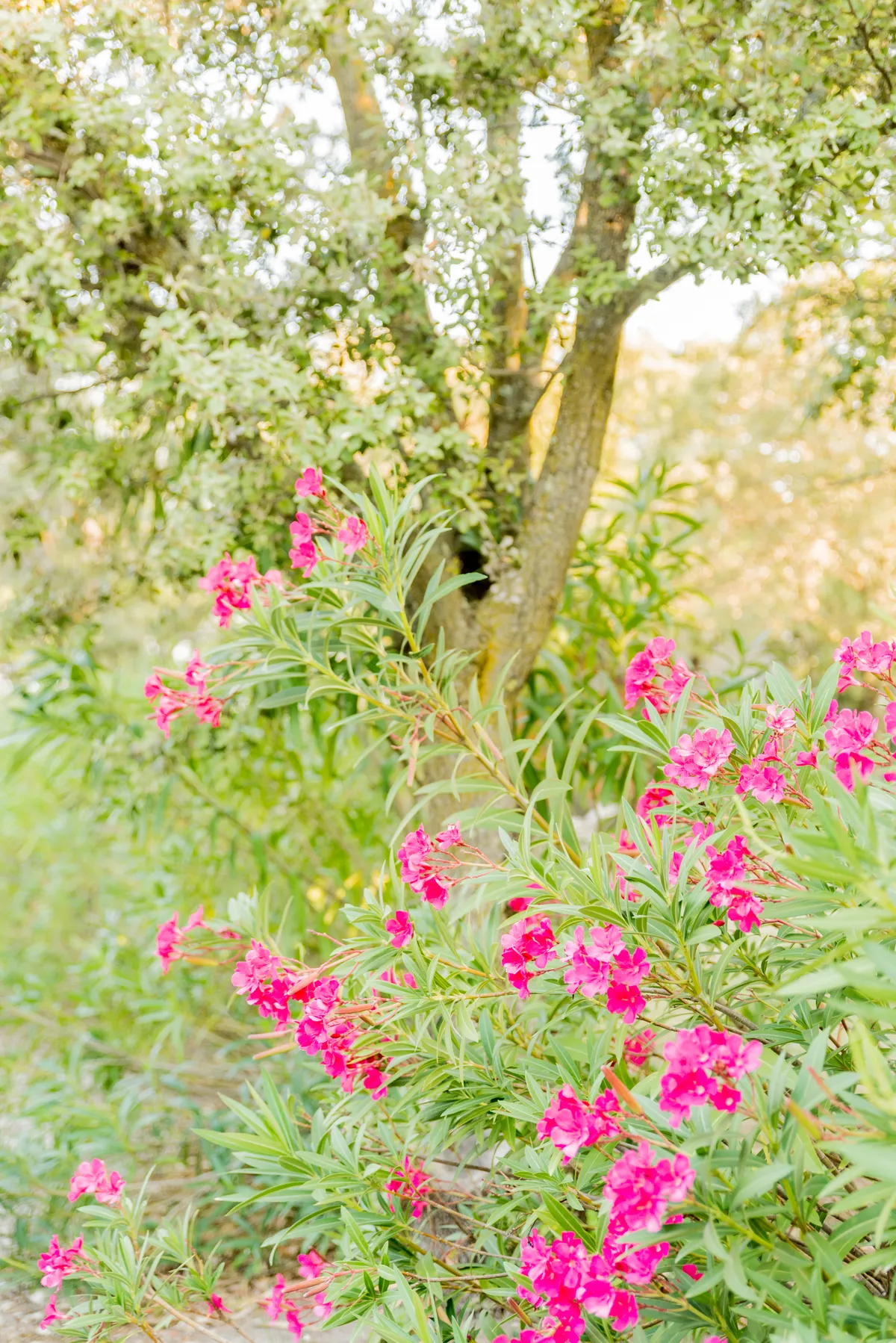 Photo mariage Savoie – détail laurier rose décoration domaine mariage