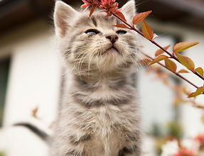 Friendly cat looking toward the camera