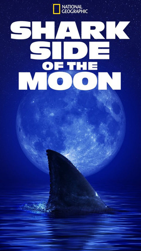 shark side of the moon.png