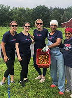 Rolling Harvest2_edited.jpg