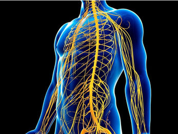 Nerves in the human torso