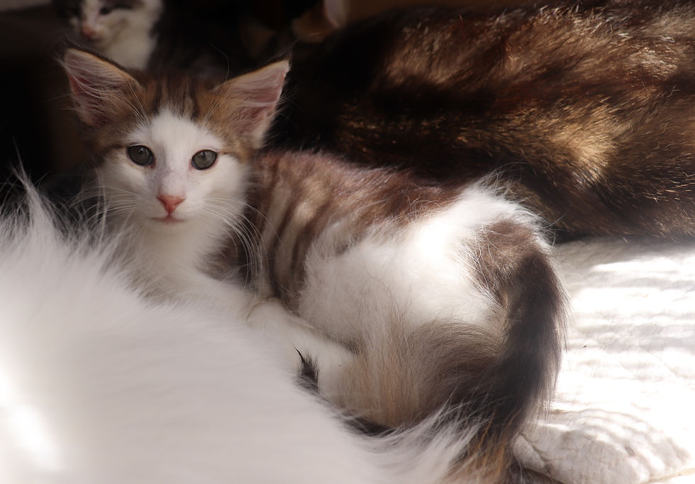 romeo 3 mois