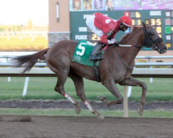 SNICKER COOKIE FINISH THE INDIANA FUTURI