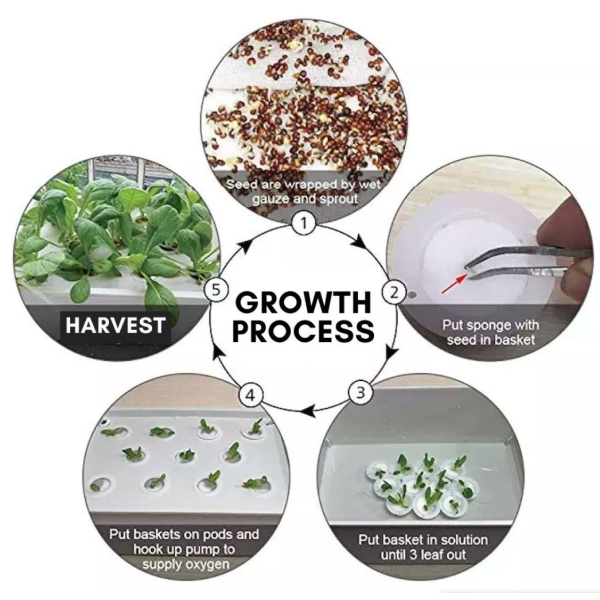 Growth-Cycle.png