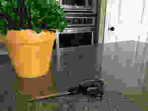 My Kitchen Scissors Next to a Fake Plant