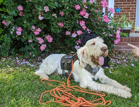 Valor SandR Compressed_edited.jpg