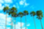 palm-trees-1277243.jpg