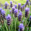 Miniatura: Extracto de Lavanda