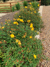 Rose of Sharon hedge at Brickfields Farm