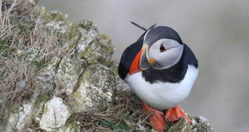 a puffin perched on the cliffs at Bnature reserveempton