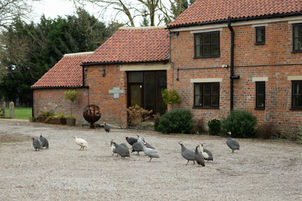 Bed and Breakfast reception and restaurant with resident flock of guinea fowl wandering by