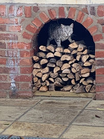 an image of a silver bengal cat called Saffie on the wood fired ovens log pile at the Feather and Beak restaurant Brickfields Farm