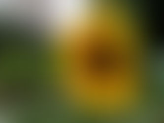 April 17: Garden Opens