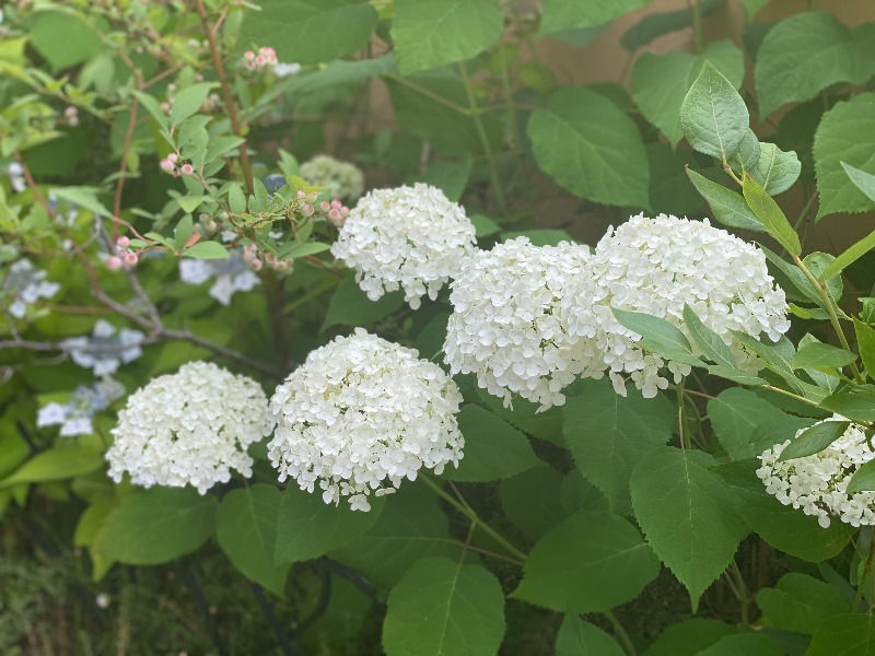 満開の紫陽花（アナベル）