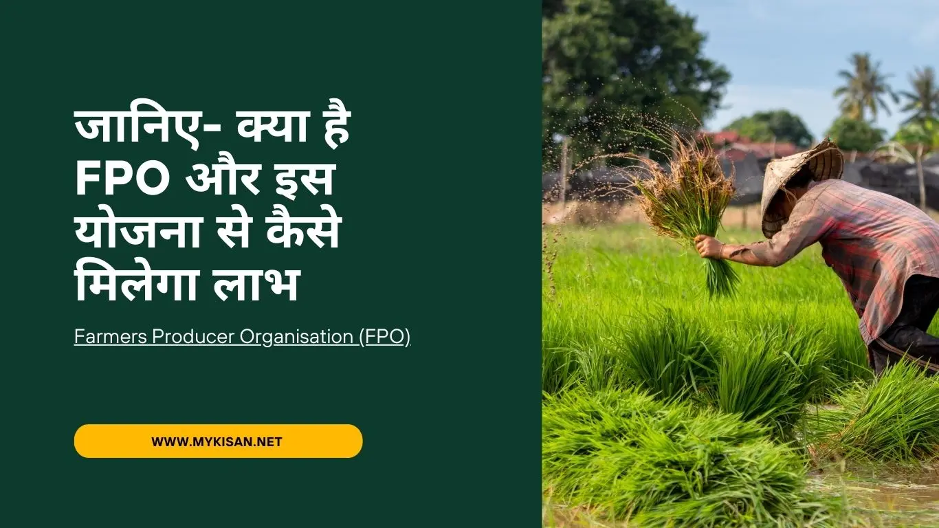 PM Kisan FPO Yojana 2024 FPO stands for Farmers Producers Organisation. It is an organisation of farmer-producers that provide support to small farmers with end-to-end services covering almost all aspects of cultivation from inputs, technical services to processing and marketing