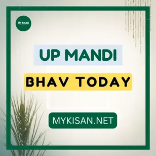 up mandi bhav today live