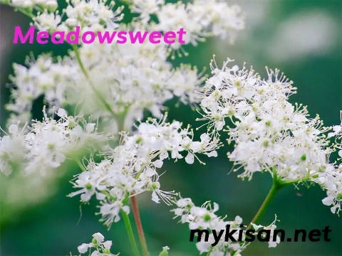 Meadowsweet,pink flowers names and pictures