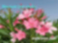 Nerium Oleander,pink flowers names and pictures