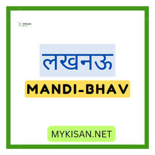 lucknow mandi bhav today 