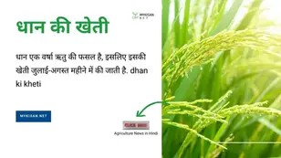धान की खेती कैसे की जाती है?