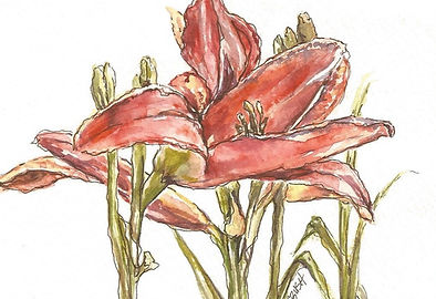 Daylilies 2.jpg