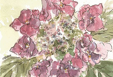 Hydrangea 1.jpg