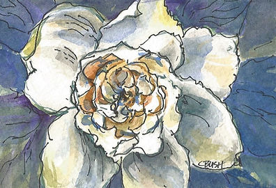 Gardenia Enhanced.jpg