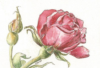 Rose.jpg