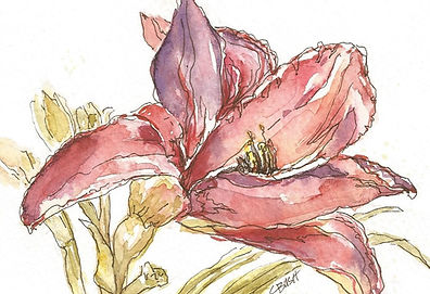 Daylilies 1.jpg