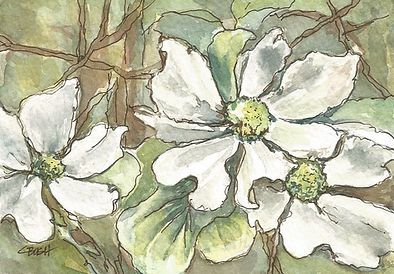 Yosimeti Dogwood.jpg
