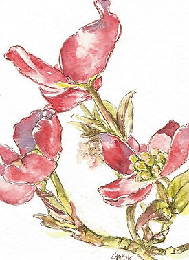Pink Dogwood.jpg