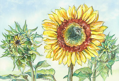 Sunflower.2.adjusted.jpg